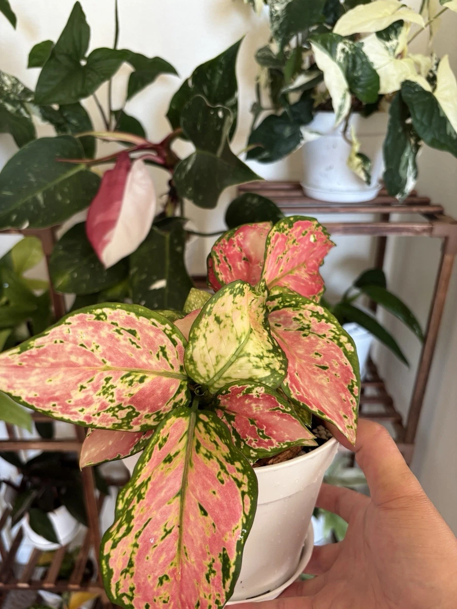 aglaonema products for sale | eBay