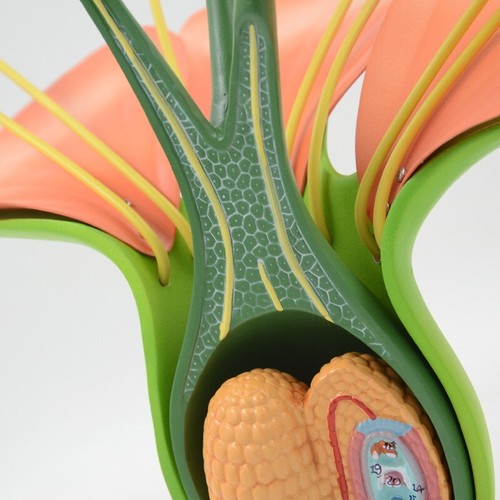 14:1 Dicotyledon Apple Flower bud plant structure anatomical Biology teach model - Picture 4 of 5