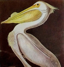 White Pelican 1950 Lithograph Bird Print Audubon Nature First Edition DWU14F