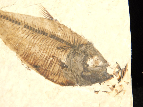 Super Fine Bones! Diplomystus FRY FISH Fossil From Fossil LAKE Wyoming 112gr