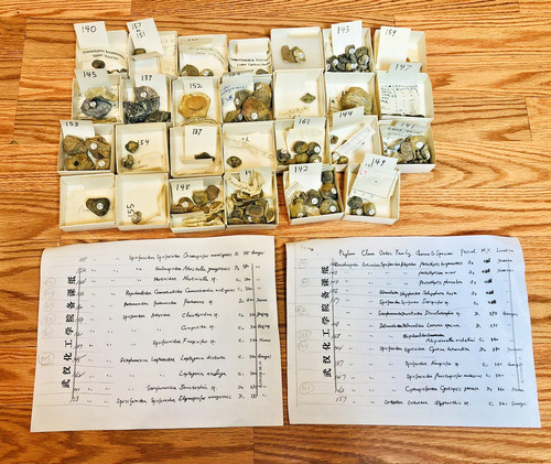 Lot 109 Chinese Brachiopod Marine Ocean Fossil Specimens Multi Period Geology