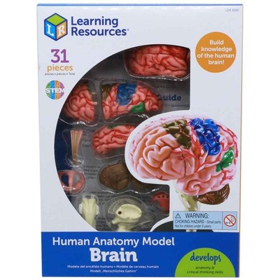 Learning Resources Gehirn Anatomie Modell 31-teiliges Set mit Ständer & Anleitung Alter 8-10