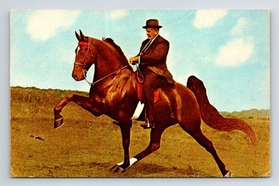 Tiere: Pferd.  'B. Major Wilson' Tennessee Walking Horse Champion. Unbespielt.