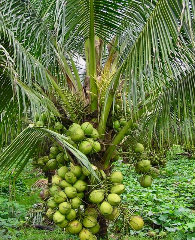 Dwarf Green Malayan seeds  Organic Coconut seed 1 sprouted from PR.