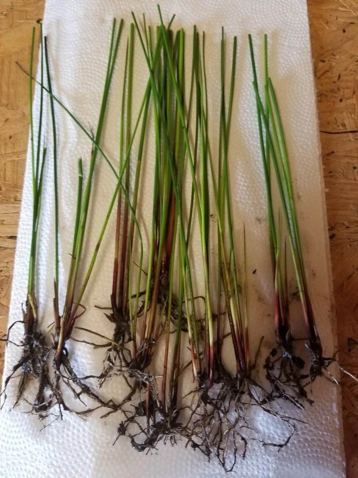 20 comunes, verdes, fiebre del toro. Inicio de plantas (Juncus effusus) jardín acuático, estanque Koi Foto 4 de 4