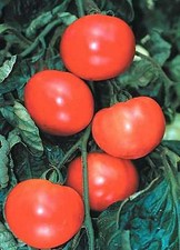Tomato First Lady III  250 seeds