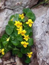 Yellow Violets (Viola Rotundifolia) | Bare-root