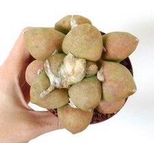 Ariocarpus lloydii cultivar "TUHAMI GRAY" SEEDS -  - rari semi di cactus