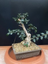 Bonsai olivastro
