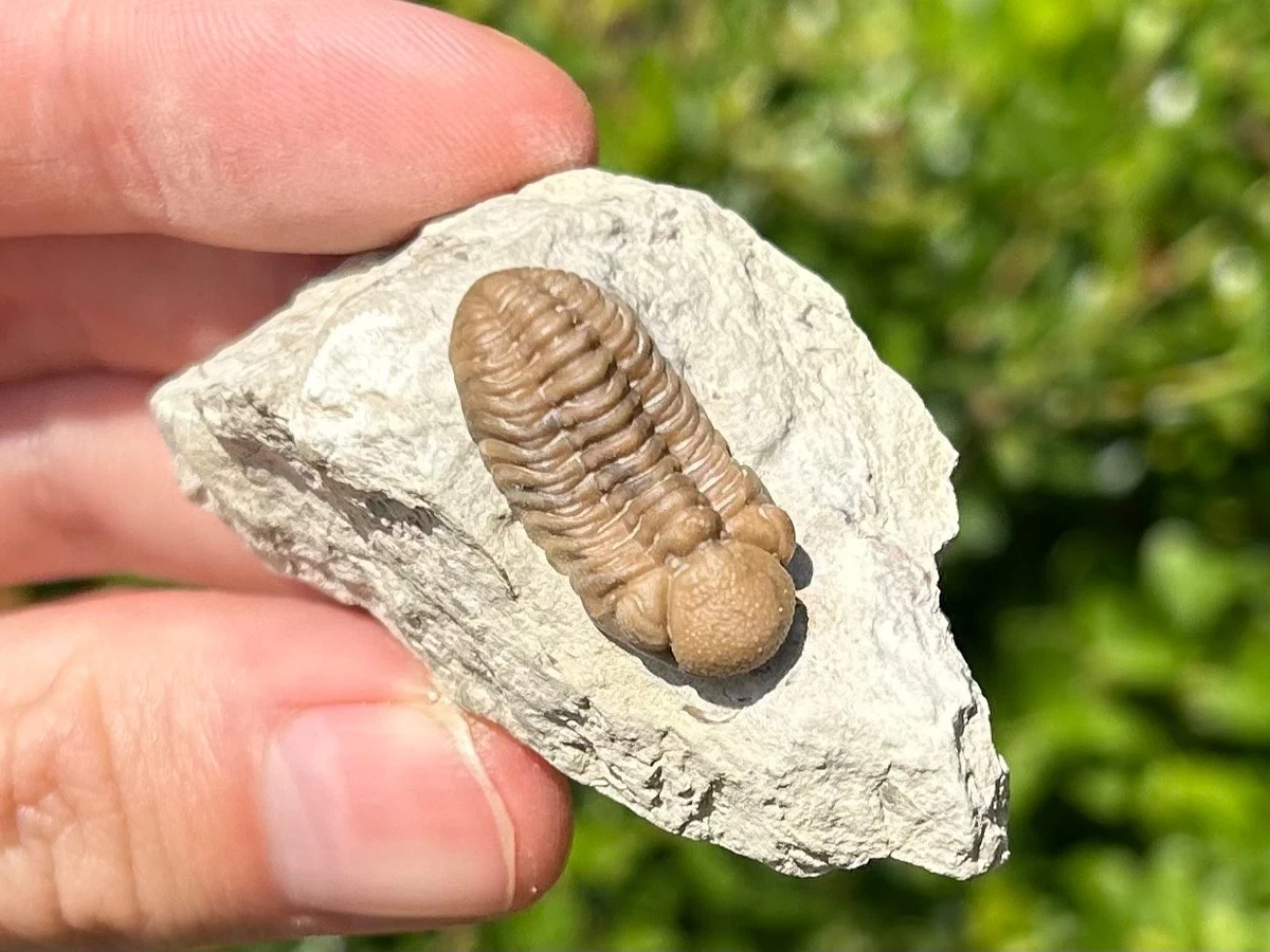 三叶虫化石| eBay