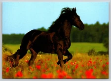 Postcard Black Horse Galloping Field of Wildflowers Equine Poppy Flowers