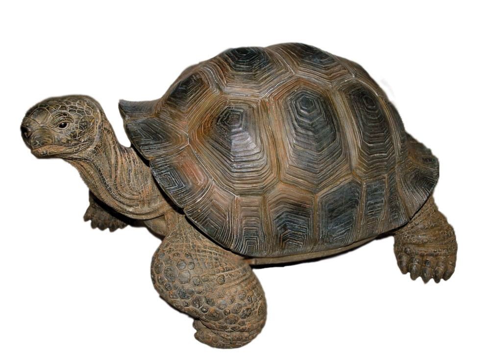 Giant Tortoise - Lifelike Garden Ornament Indoor Outdoor - Real Life Vivid Arts