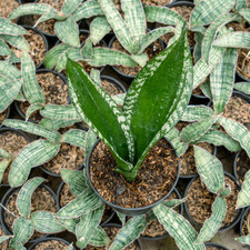 Sansevieria Trifasciata Whitney Rare Uniqe Snake Plant