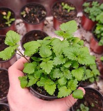 200 Stinging Nettle Seeds Urtica dioica 