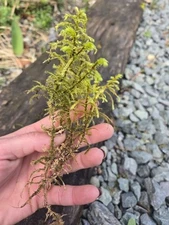 Live Moss Assortment Tree Moss Terrarium Vivarium Garden Decor