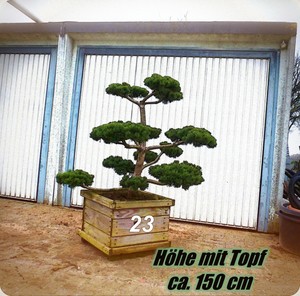 Pinus March Kiefer Bonsai Gartenbonsai Niwaki Formgeholz Formschnitt 23 Ebay