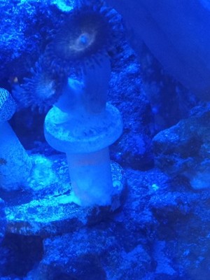 live coral frag pandora palythoa