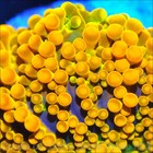 Corals of Eden ~ NON WYSIWYG Live Coral Frag ~ King Kong  Mushroom Coral .5'' — photo 3
