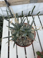 Leuchtenbergia principis  Cluster  Large!! In a  6” Pot