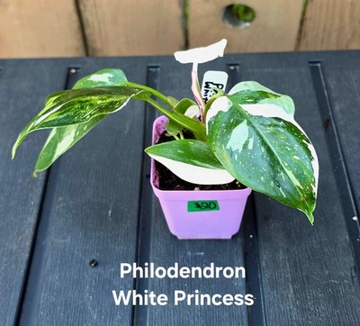 Philodendron White Princess