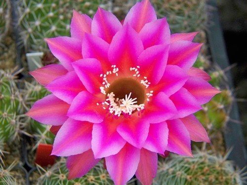 300x Samen Kakteen MIX Echinopsis Echinopsishybride TH Hybriden - Picture 9 of 13