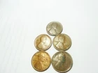 Wheat Penny Lot   1916-1917-1918-1919-1920