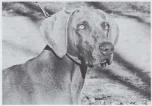 * Weimaraner - CUSTOM MATTED - Dog Art "Photo Print" - 1964