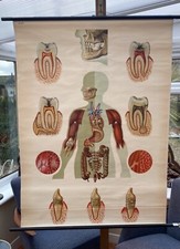 VINTAGE ANATOMICAL SCHOOL PULL DOWN CHART OF HUMAN TEETH  PAPER ON CANVAS