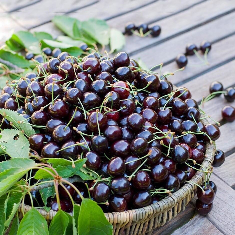 チェリー RARE BLACK SOUR CHERRY ORGANIC LIVE PLANT FRUIT 4