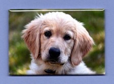 GOLDEN RETRIEVER 2X3 FRIDGE MAGNET DOG PET MAN'S BEST FRIEND K9 PUPPY FAMILY