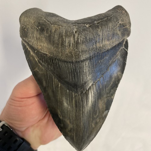 6.1875” (6 3/16”) Megalodon Tooth  Smokey Grey Marbled. Beautiful. Georgia River