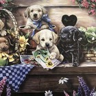 Foto 6 di 12