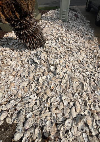 Oyster Shells for Landscaping and Concrete "Tabby Concrete" BULK by the pound - Picture 5 of 10