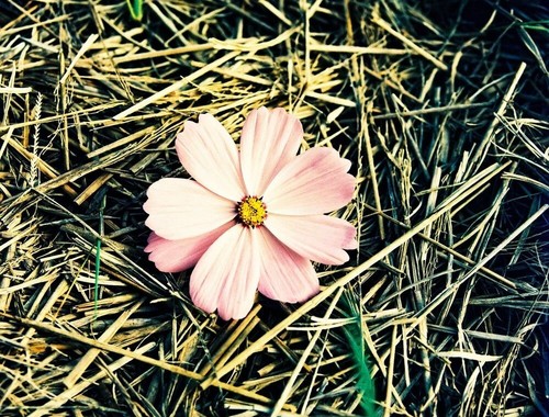 2 x Eastman Expired Retrochrome Ektarchrome 320 Motion Picture 120 C-41 Film - Picture 3 of 8