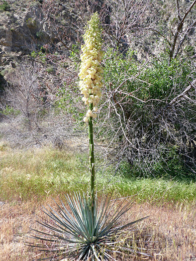 Le Yucca’s Chaparral Yucca, Hesperoyucca (Yucca) Whiplei, Our Lord's