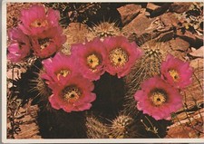 Unposted Vintage Postcard 