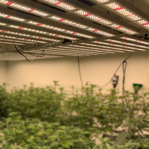 640W Foldable w/ Samsung LED Grow Lights Bar Strip Indoor Hydroponics 2.9 μmol/J - Picture 12 of 12