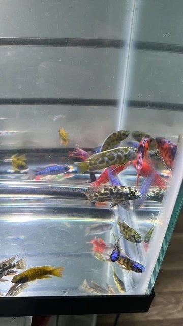 LIVE LOT of 15 Peacock African Cichlid 2" (GRADE-A and FULL COLOR) - Image 2 of 4