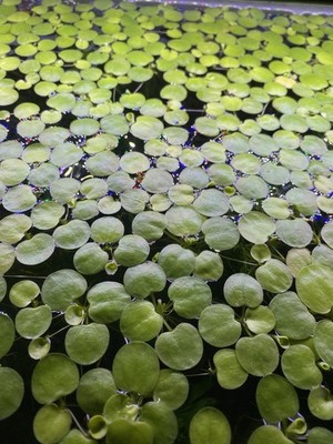 (90+ Leaves!) Amazon Frogbit Live Aquarium Plant -Limited Time Deal 30 Plants!
