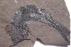 Jurassic Fish Fossil Hulettia americana Toldito Formation Nebraska uncommon #10