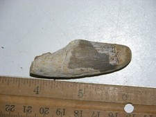 Dinosaur fossil tooth Spinosaurus Cretaceous Era bigger 2 inch long K66