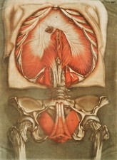 11351.Decor Poster.Home room Wall art.1750 Medical anatomy.Medical history.Body