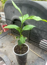 Yellow Meyer lemon Tree 6" To " 7 Inches 
