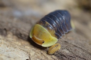 See the source image