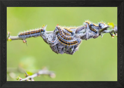 Tree Attacked By Caterpill Framed Wall Art Poster Canvas Print Picture