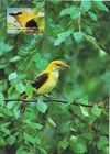 Golden Oriole Oriolus Mint Art Bird Mint Maxi FDC Card Nature Finland 2003