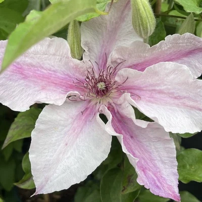 Clematis PINK FANTASY Waldrebe Rosa-Weiss Blüten - Kletterpflanze bis 300 cm - Bild 1 von 4