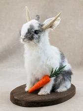 Gaff Jackalope Taxidermy Oddities curiosities rabbit bunny decor display gift