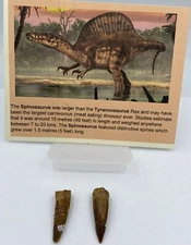 Spinosaurus Teeth LOT Dinosaur F0SSIL Before T Rex Cretaceous J68