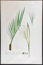 HUGE 1903 Rodrigues antique print - Brazilian palm tree - Cocos barbosii RARE